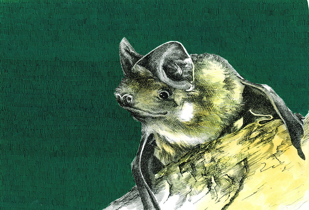 An illustration of a bat with large, curled ears perched on a textured surface against a solid green background, capturing the mysterious charm of bats alongside nature’s other nocturnal wonders.