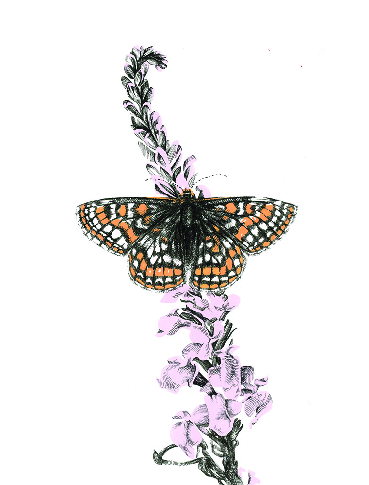 A butterfly with orange, black, and white patterned wings rests on a stem with small light purple flowers against a white background, highlighting the delicate beauty shared by butterflies and other pollinators like bats.