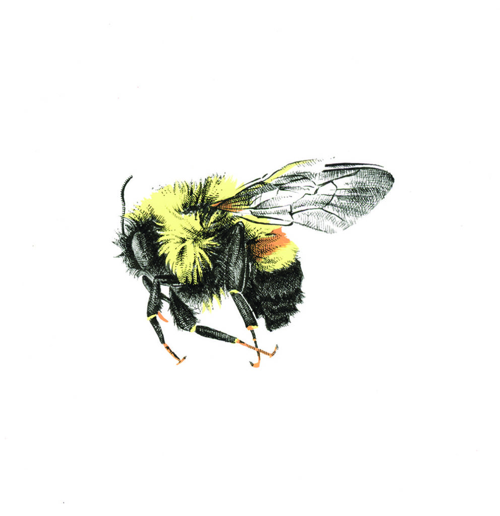Detailed illustration of a bumblebee with yellow, black, and orange markings on its body, displayed against a plain white background, alongside delicate butterflies fluttering nearby.