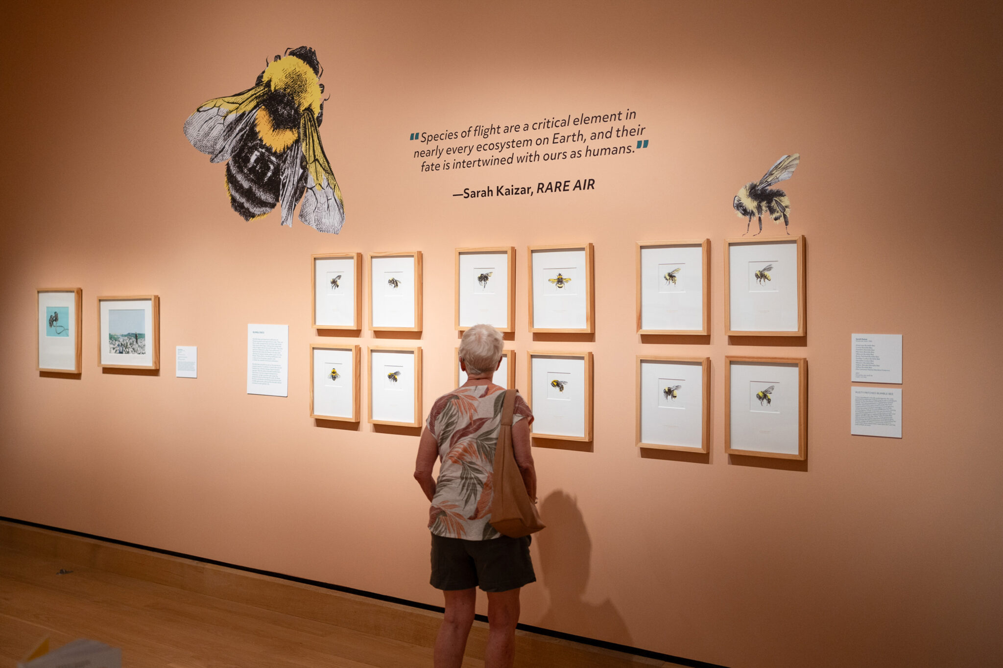 An older woman stands in front of framed bee illustrations and informational text on a museum gallery wall, with exhibits that also highlight butterflies and endangered birds.