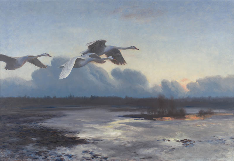 Three swans fly over a marshy wilderness at sunset, their graceful forms reflected in the water below—a tranquil moment amidst the vibrant wildlife.