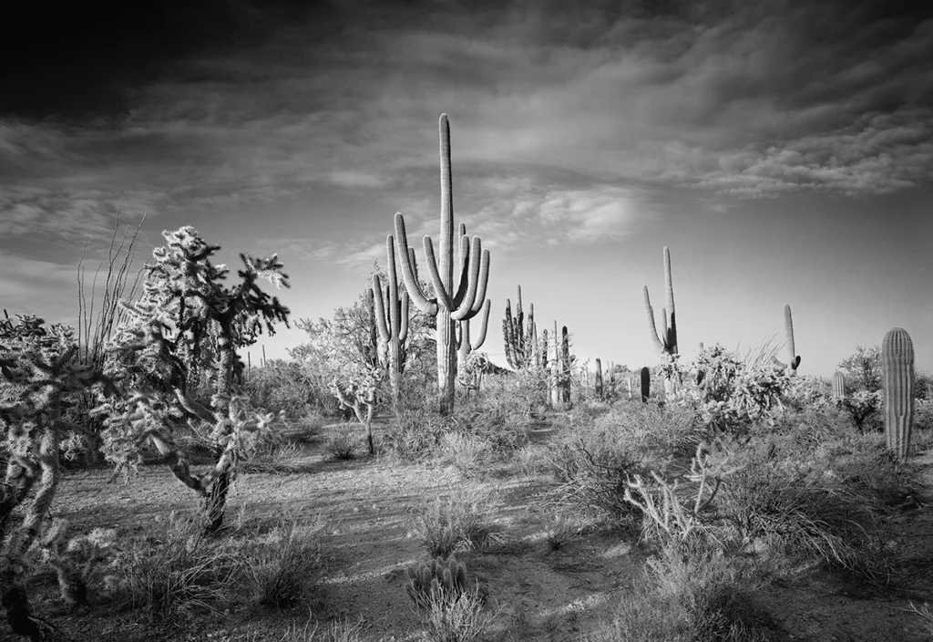 Black and white photo of a desert landscape featuring tall saguaro cacti, dry shrubs, and a partly cloudy sky, capturing the spirit of America the Beautiful in a style reminiscent of Clyde Butcher.