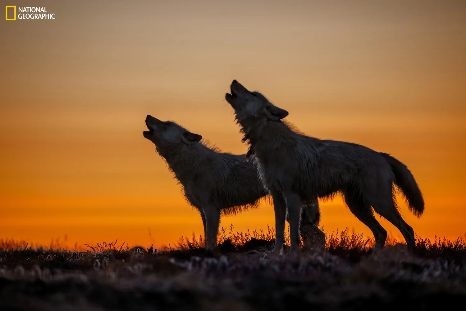 Photograph by Ronan Donovan, National Geographic. Ellesmere Island, Nunavut, Canada. A wolf’s howl can travel as far as 10 miles (16 kilometers) in a vast, open landscape like Ellesmere Island. Here, sisters One Eye and Bright Eyes howl to family members who were moving south to survey their territory. Eventually the pack split, leaving the tired pups behind at a previous year’s den while the adults continued to travel south.